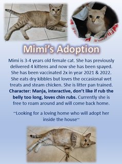 Mimi - Domestic Short Hair Cat