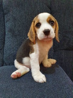 This was me on my first day with my family. I was only 1.4 kgs. I am now 10.2 kgs. 