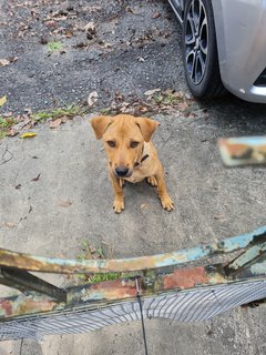 Kopi - Mixed Breed Dog