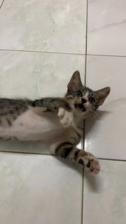 Orea - Domestic Short Hair Cat