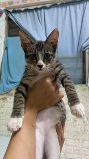 Orea - Domestic Short Hair Cat