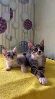 Orea♥pompom - Domestic Short Hair + Domestic Medium Hair Cat