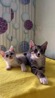 Orea♥pompom - Domestic Short Hair + Domestic Medium Hair Cat