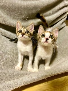 Sierra &amp; Lizzy - Domestic Short Hair Cat
