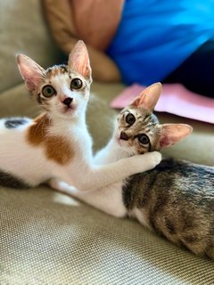 Sierra &amp; Lizzy - Domestic Short Hair Cat
