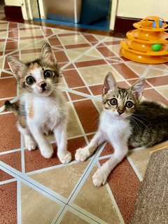 Sierra &amp; Lizzy - Domestic Short Hair Cat