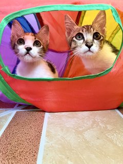 Sierra &amp; Lizzy - Domestic Short Hair Cat