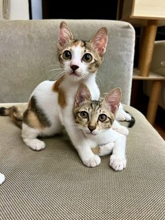 Sierra &amp; Lizzy - Domestic Short Hair Cat