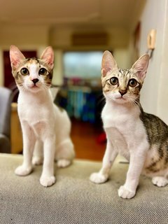Sierra &amp; Lizzy - Domestic Short Hair Cat