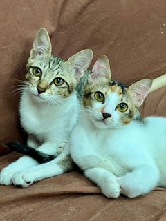 Sierra &amp; Lizzy - Domestic Short Hair Cat