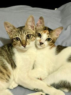 Sierra &amp; Lizzy - Domestic Short Hair Cat