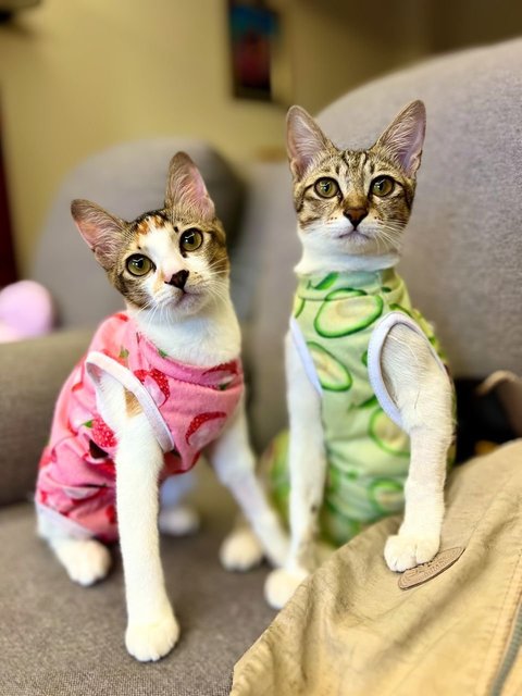 Sierra &amp; Lizzy - Domestic Short Hair Cat
