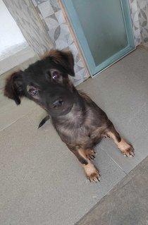 Female Puppy Cora - Mixed Breed Dog