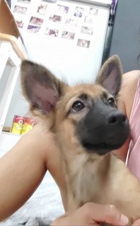 Female Puppy Ciara - Mixed Breed Dog