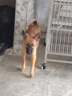 Female Puppy Ciara - Mixed Breed Dog