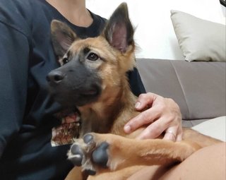 Female Puppy Ciara - Mixed Breed Dog