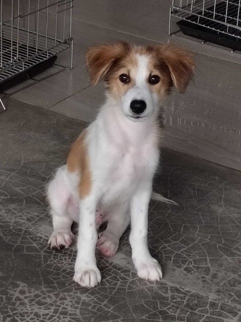 Male Puppy Ciel - Mixed Breed Dog