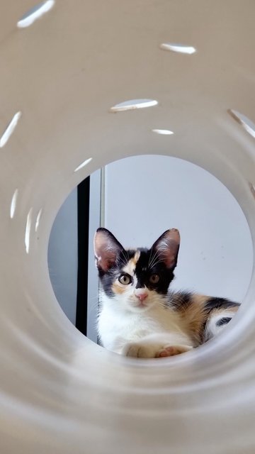 Wc2/mia - Domestic Medium Hair + Calico Cat