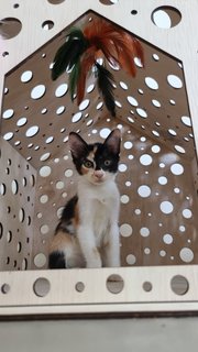 Wc2/mia - Domestic Medium Hair + Calico Cat