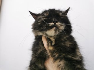 Kitty - Persian Cat