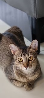 Wc3/brie - Domestic Short Hair Cat