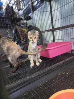 Katek &amp; Daisy - Munchkin + American Curl Cat