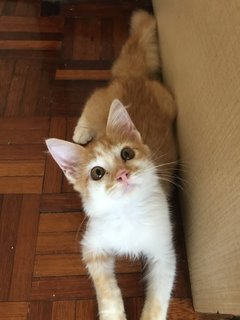 Ammit, Sebastian, Jack - Domestic Medium Hair Cat