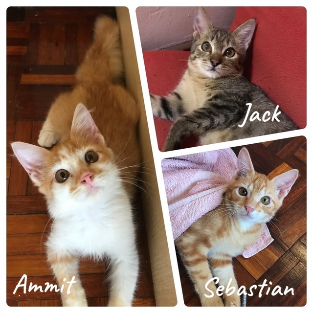 Ammit, Sebastian, Jack - Domestic Medium Hair Cat