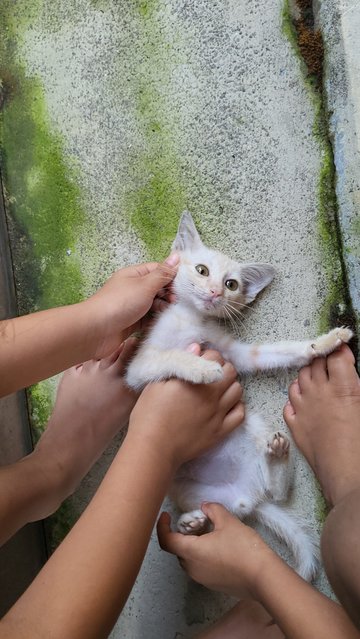 Kitty - Domestic Short Hair Cat