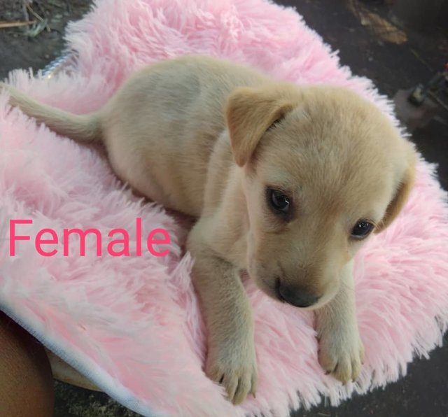 Puppies - Mixed Breed Dog