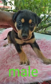 Puppies - Mixed Breed Dog