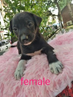 Puppies - Mixed Breed Dog