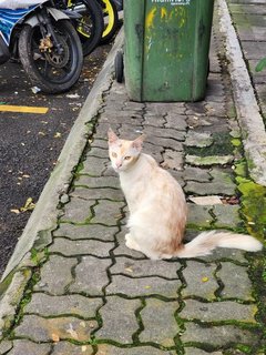 Ramlee - Domestic Long Hair Cat