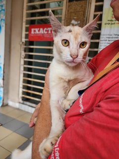 Ramlee - Domestic Long Hair Cat