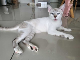 Dantat - Domestic Short Hair Cat