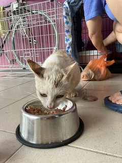 Milky - Domestic Short Hair Cat