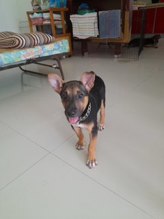 Playgirl Mongrel Pup  - Mixed Breed Dog