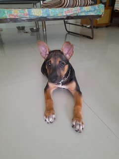 Playgirl Mongrel Pup  - Mixed Breed Dog