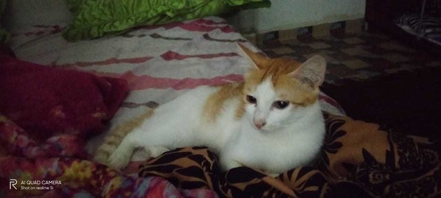 Oyen - Domestic Short Hair Cat