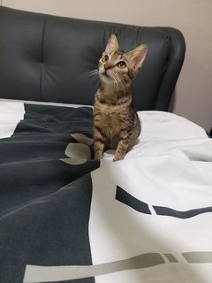 2 Months Kitten - Tabby Cat