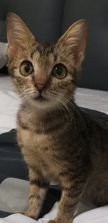 2 Months Kitten - Tabby Cat