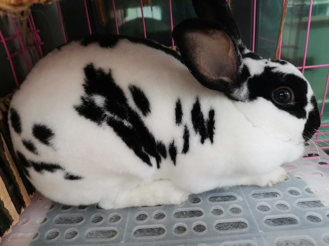 Sky - Mini Rex Rabbit