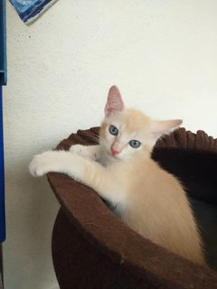 Tom (Blue Eyes) - Domestic Short Hair Cat