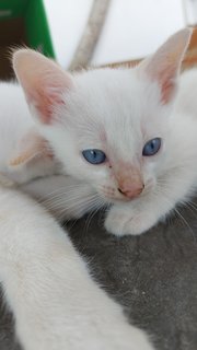 Kittens  - Domestic Short Hair + Applehead Siamese Cat