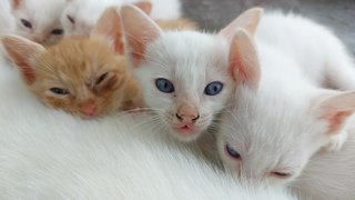 Kittens  - Domestic Short Hair + Applehead Siamese Cat