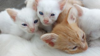 Kittens  - Domestic Short Hair + Applehead Siamese Cat