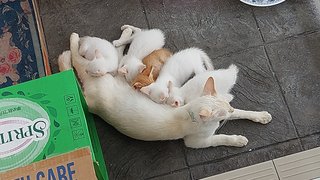 Kittens  - Domestic Short Hair + Applehead Siamese Cat