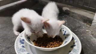 Learning eat biscuit, 1 month old kittens 