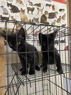 Stuart &amp; Scout  - Domestic Short Hair Cat