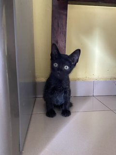 Stuart &amp; Scout  - Domestic Short Hair Cat